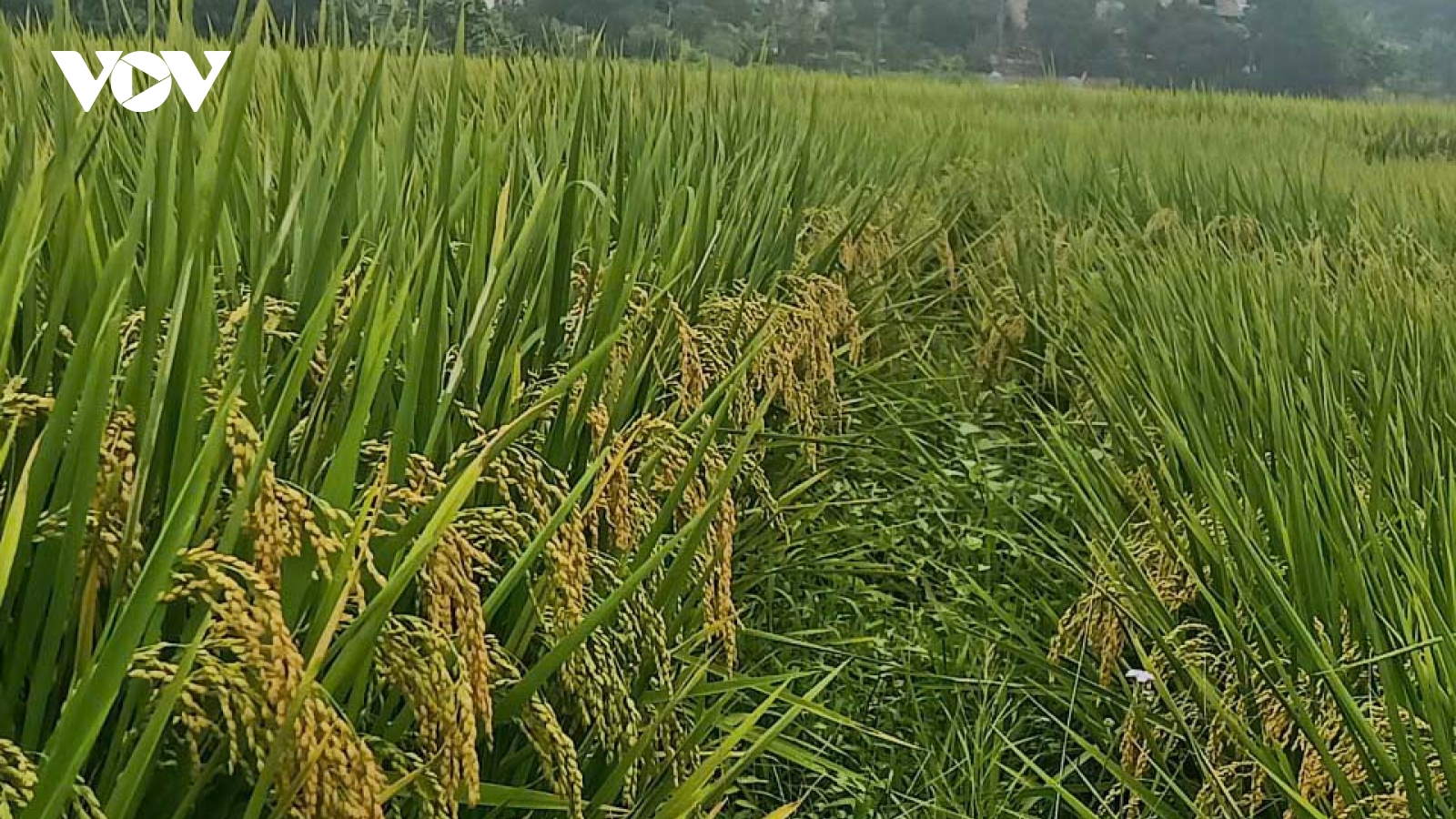 Thái Nguyên mở hướng đi mới từ tín chỉ các-bon